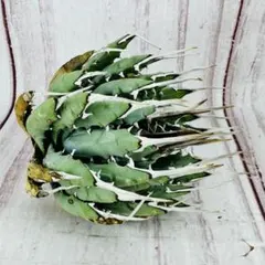 2026年最新】エボリスピナ ベアルートの人気アイテム - メルカリ