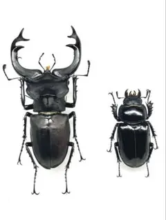 2026年最新】ユダイクスミヤマの人気アイテム - メルカリ