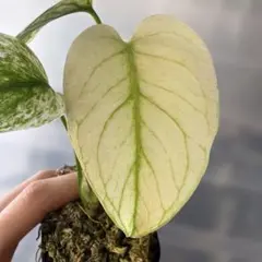 2026年最新】モンステラ デリシオーサ フルミントの人気アイテム