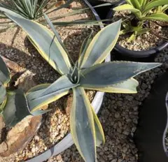 2026年最新】フランゾシニーの人気アイテム - メルカリ