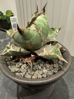 2026年最新】鶴仙園の人気アイテム - メルカリ