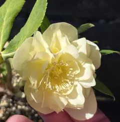 2026年最新】かぐや姫 クリスマスローズの人気アイテム - メルカリ