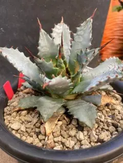 2026年最新】エボリスピナ ハイブリッドの人気アイテム - メルカリ