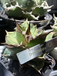 2026年最新】カクタスグリーン アガベの人気アイテム - メルカリ