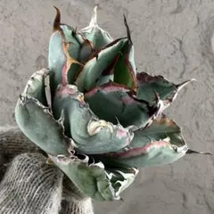 2026年最新】アガベ bb錦の人気アイテム - メルカリ