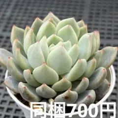 2026年最新】ザラゴーサ SP ノバの人気アイテム - メルカリ