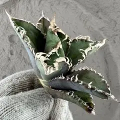 2026年最新】チタノタ白幽霊の人気アイテム - メルカリ