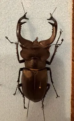 2026年最新】ユダイクスミヤマの人気アイテム - メルカリ