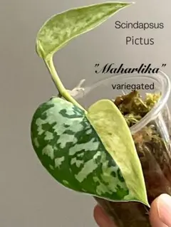 2026年最新】スキンダプサスの人気アイテム - メルカリ