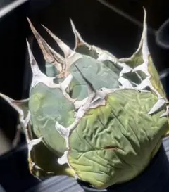 2026年最新】オアハカ 現地球の人気アイテム - メルカリ