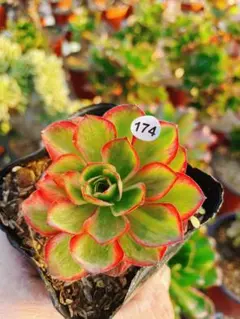 2026年最新】アエオニウム 魅金ローズの人気アイテム - メルカリ