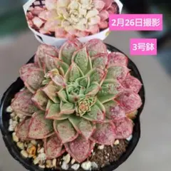 2026年最新】ロンギシマ 多肉の人気アイテム - メルカリ