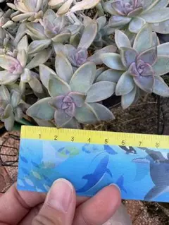 2026年最新】青典牡丹 多肉の人気アイテム - メルカリ