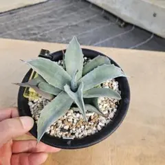 2026年最新】オバティ 斑入りの人気アイテム - メルカリ