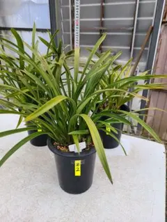 2026年最新】COZ苗の人気アイテム - メルカリ