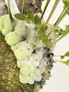 2026年最新】レカノプテリスの人気アイテム - メルカリ