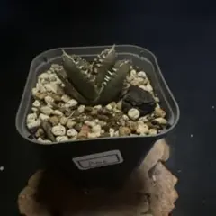 2026年最新】アガベクラウンの人気アイテム - メルカリ