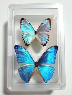 2026年最新】ポルティスモルフォの人気アイテム - メルカリ