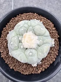 2026年最新】ロフォフォラの人気アイテム - メルカリ