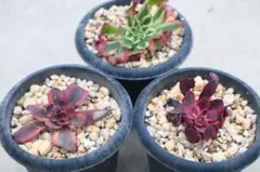 2026年最新】アエオニウム シャネルの人気アイテム - メルカリ