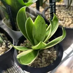 2026年最新】サンスベリア 希少の人気アイテム - メルカリ