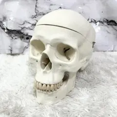 2026年最新】3b scientificの人気アイテム - メルカリ