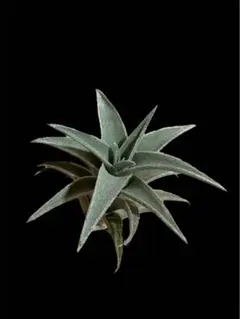 2026年最新】エディシアエの人気アイテム - メルカリ