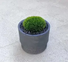 2026年最新】spicygemの人気アイテム - メルカリ