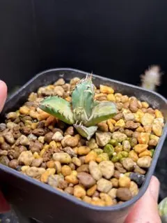 2026年最新】姫厳竜白中斑の人気アイテム - メルカリ