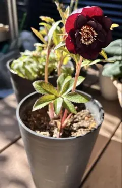 2026年最新】広瀬園芸の人気アイテム - メルカリ