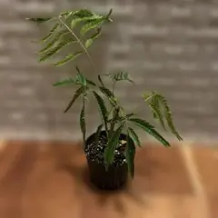 2026年最新】エバーフレッシュの人気アイテム - メルカリ