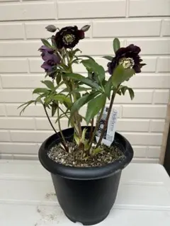 2026年最新】広瀬園芸の人気アイテム - メルカリ