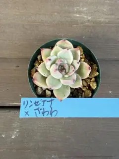 2026年最新】リンゼアナ おらいの人気アイテム - メルカリ