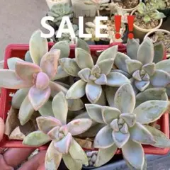 2026年最新】青典牡丹 多肉の人気アイテム - メルカリ