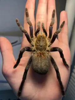 サカダチコノハナナフシ9匹セット＋ ギガンティアナナフシ一匹 標本箱