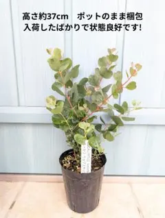 2026年最新】ユーカリ ウェブステリアナの人気アイテム - メルカリ