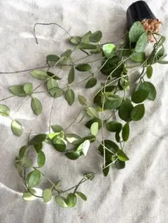 2026年最新】ホヤ マチルダの人気アイテム - メルカリ