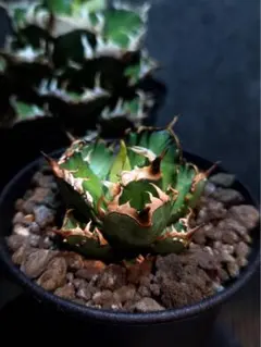 2026年最新】ゴリ猫の人気アイテム - メルカリ