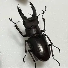 2026年最新】アマミミヤマの人気アイテム - メルカリ