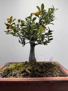 2026年最新】金豆 盆栽の人気アイテム - メルカリ