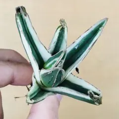 2026年最新】氷山 中斑の人気アイテム - メルカリ