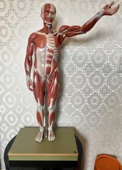 2026年最新】somso 模型の人気アイテム - メルカリ