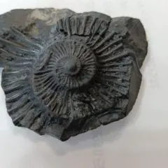 2026年最新】ネパール アンモナイトの人気アイテム - メルカリ