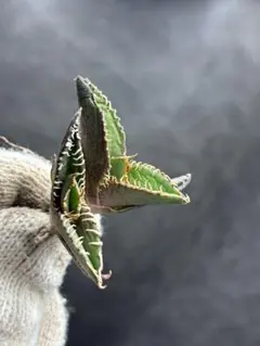 2026年最新】アガベ白豪刺の人気アイテム - メルカリ