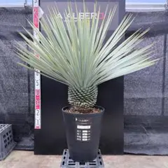 2026年最新】ロストラータ ベアルートの人気アイテム - メルカリ