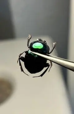 2026年最新】フンコロガシ 標本の人気アイテム - メルカリ