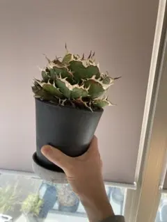 2026年最新】オアハカ 実生の人気アイテム - メルカリ