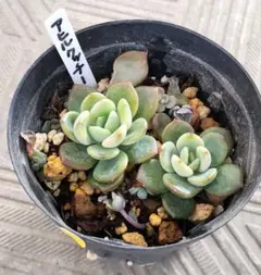 2026年最新】ロウルサンコ 多肉の人気アイテム - メルカリ