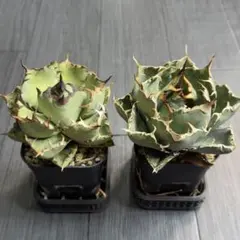 2026年最新】アガベ 白鯨 ボールの人気アイテム - メルカリ