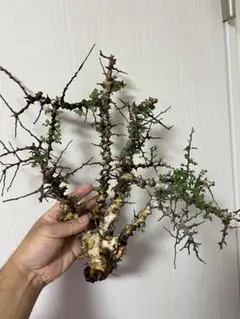 2026年最新】コミフォラの人気アイテム - メルカリ